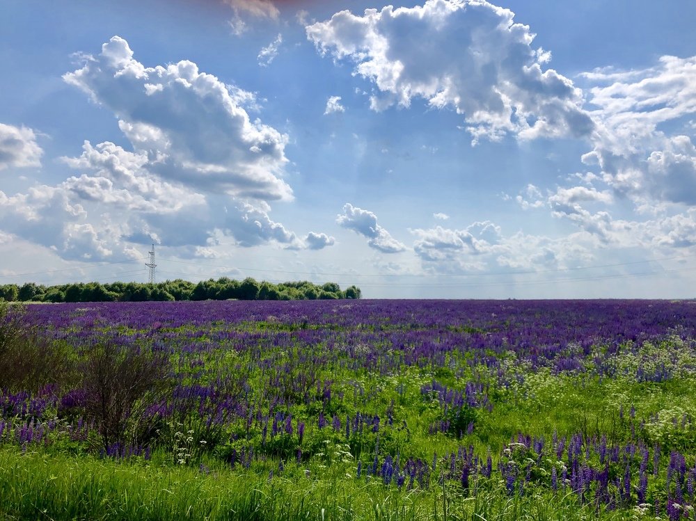 Русское поле