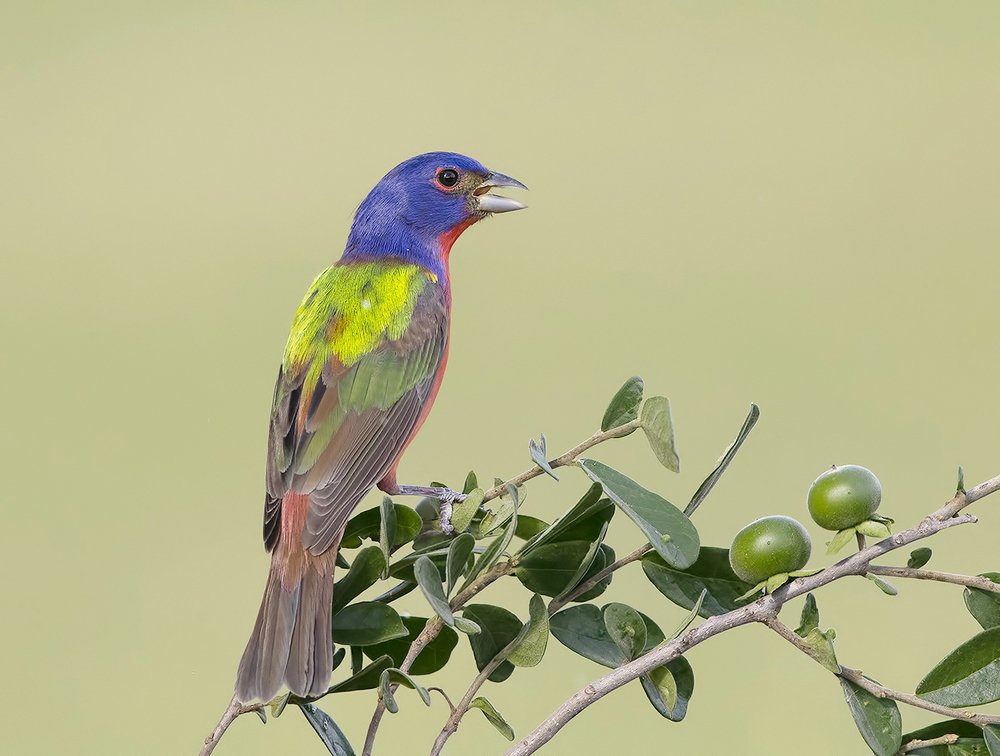 Painted bunting - Расписной овсянковый кардинал