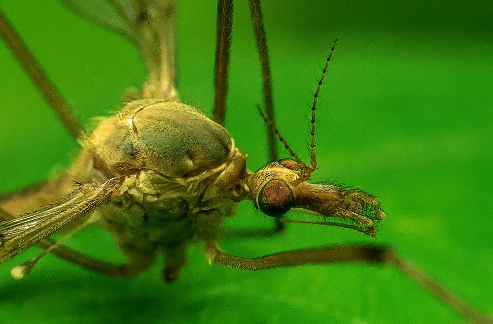 Портрет незнакомца