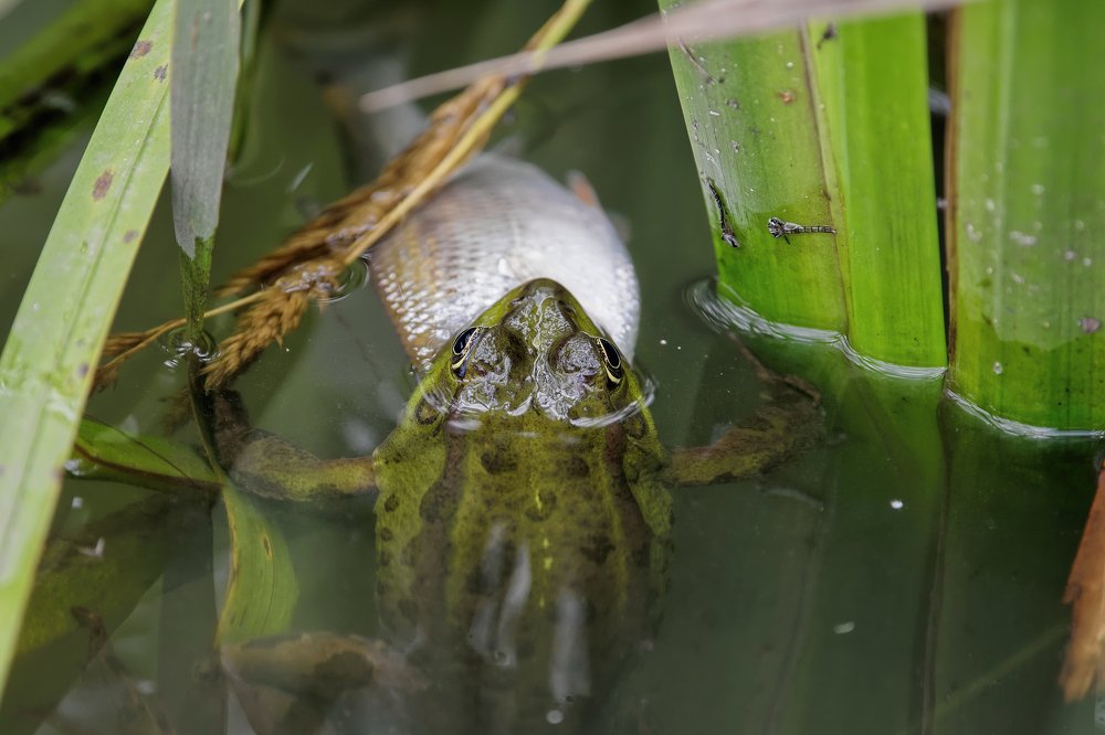 Вот так охота!