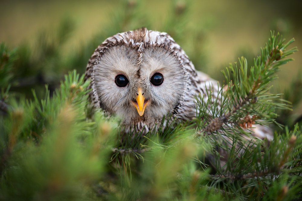 Photograph by Юлия Борт