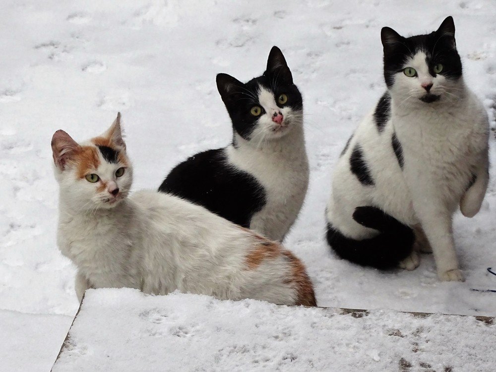 Punished to stand in the snow!