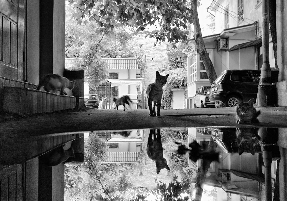 город котов