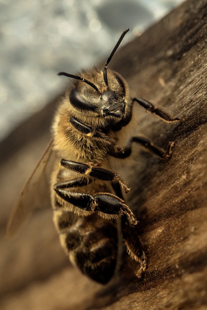 Photograph by Рут Андрей