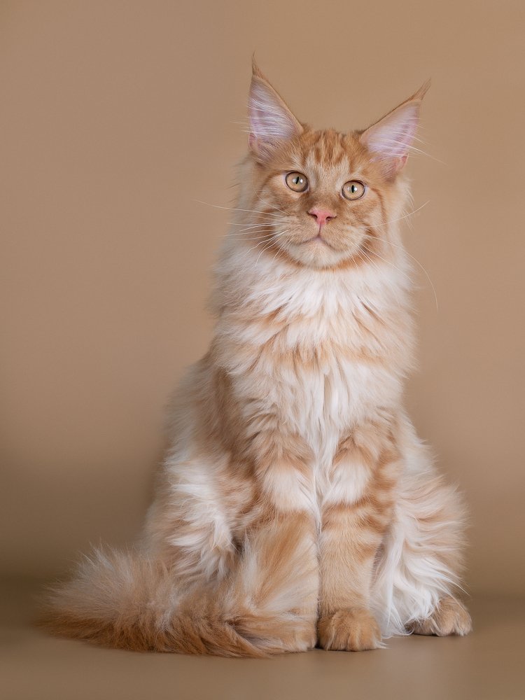 Сливочный кот )