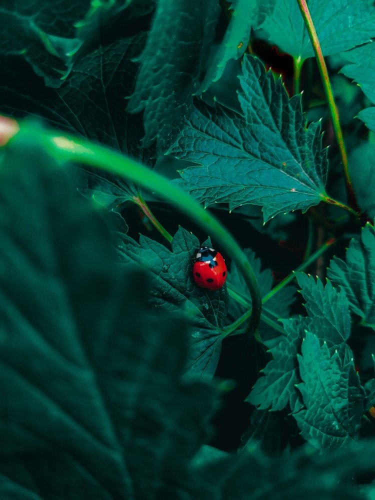 Божья коровка