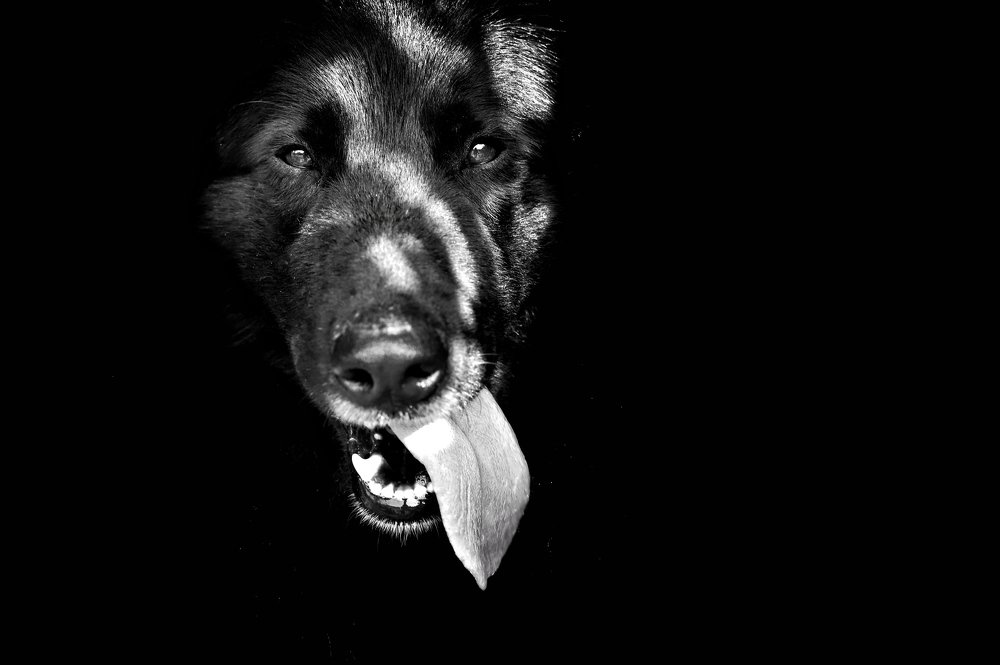 Охотник на птиц