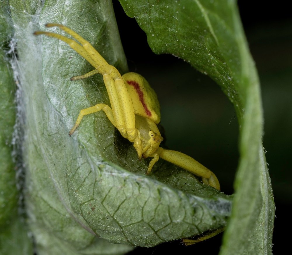 Crab spider