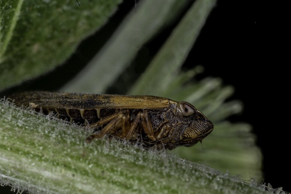 Cicada