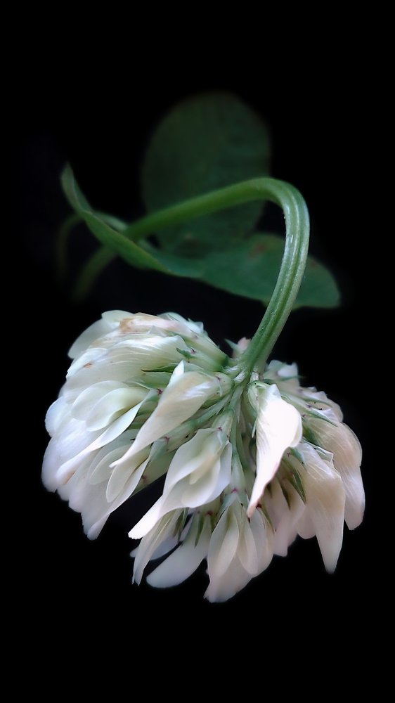 Клевер душистый, лист трилистник..