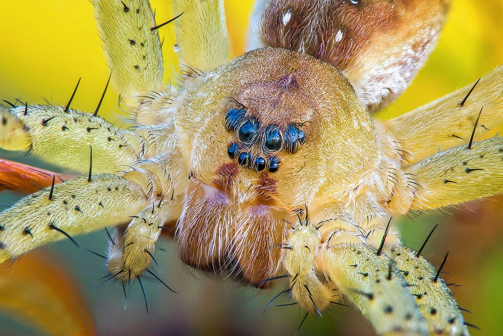 Глазастый и шипастый охотник