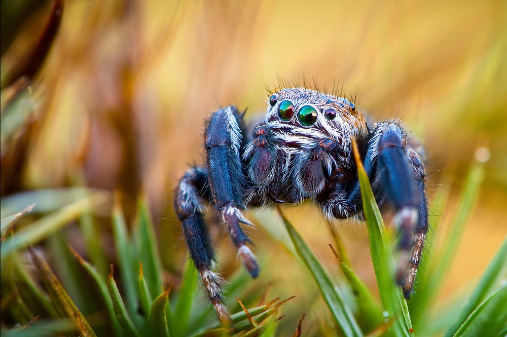 Скаунчик во мхах