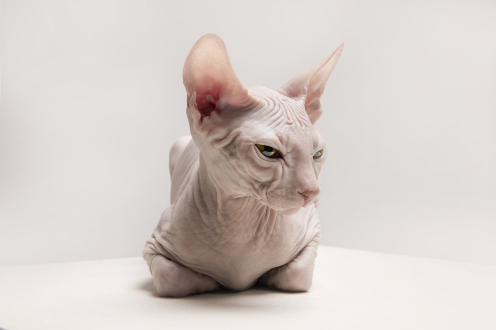 Sphynx