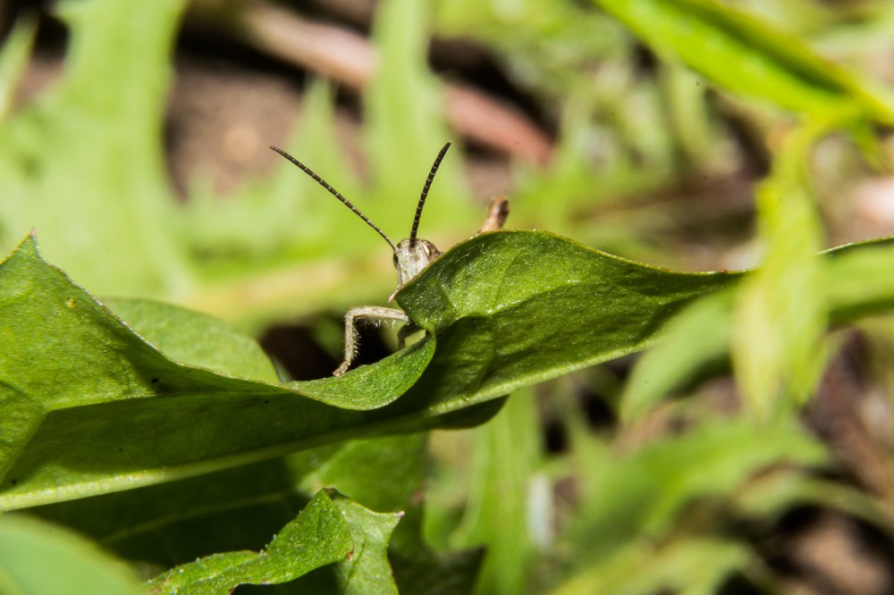 Стеснительный