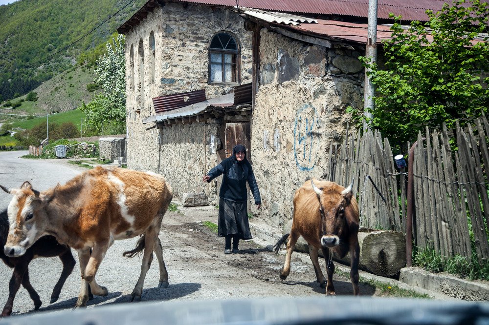 женщина пасет коров в Местия. Грузия.