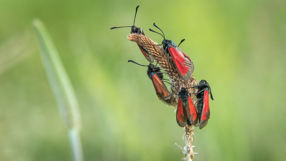 Пестрянка пурпурная (Zygaena purpurali)