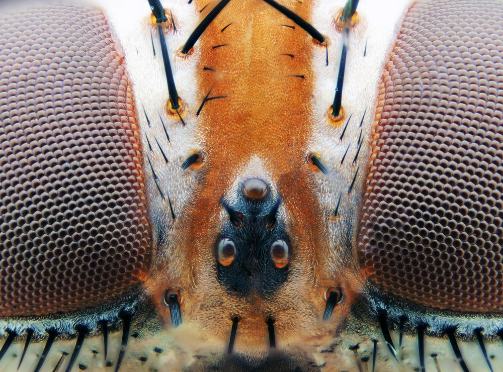 Eye of flies