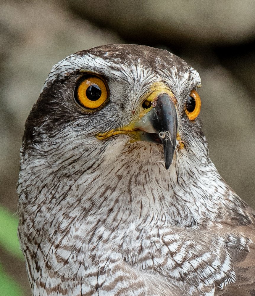 Дикая птица