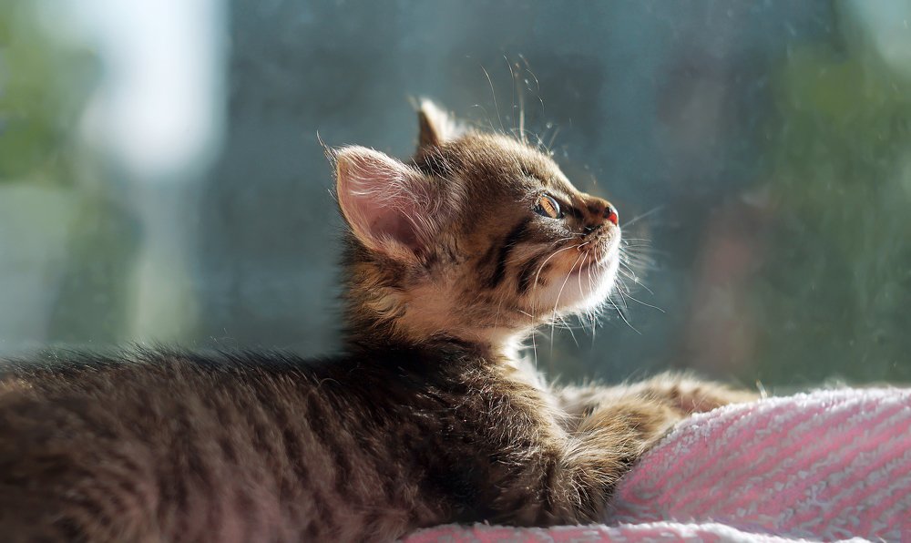 Муська- мечтательница