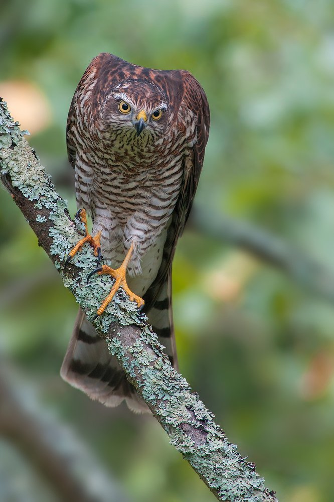 Ну, где ж вы пташки мои…