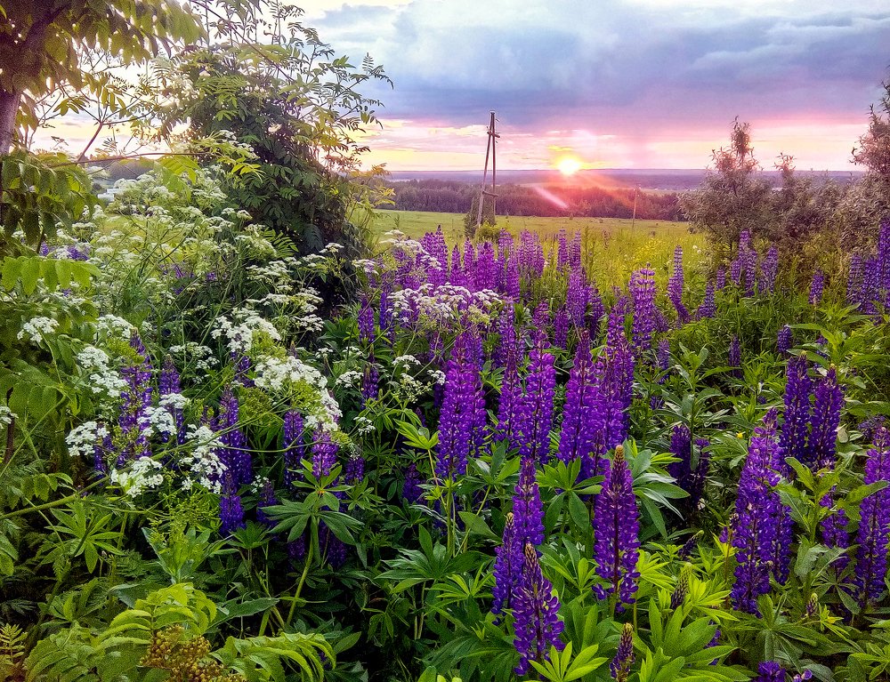 Вечернее лето