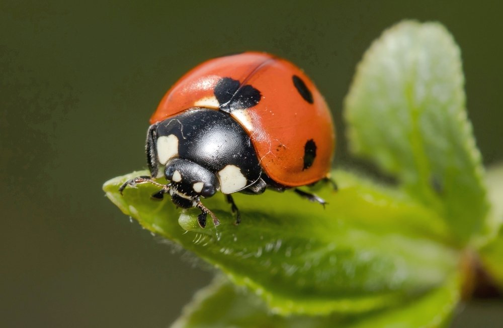 Photograph by Сергей Тригуб