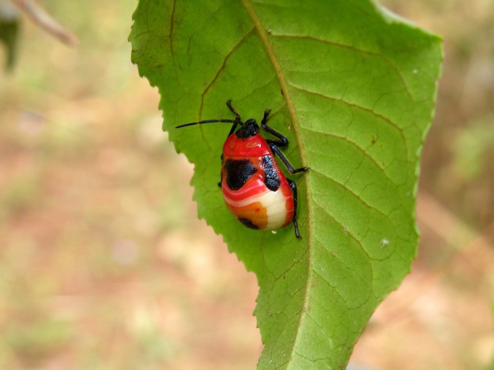 Бирманская божья коровка