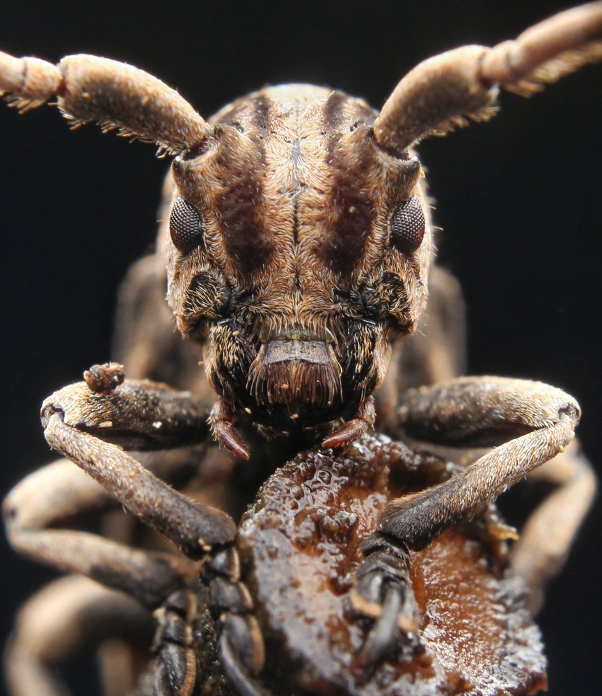 Longhorn beetle