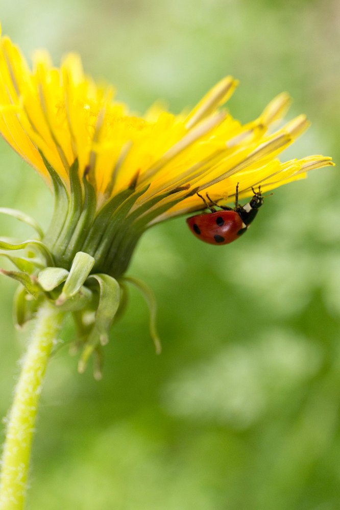 покоритель вершин