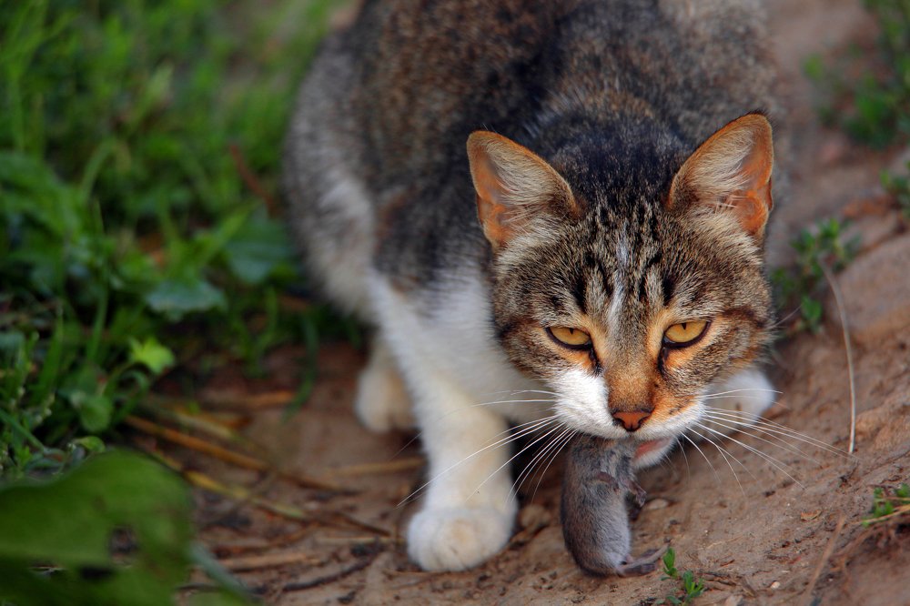 Это моя добыча..