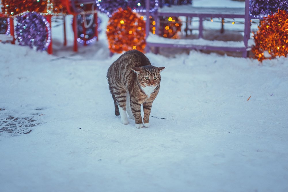 Зимний кот