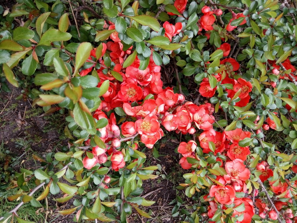 Обаяние цветов