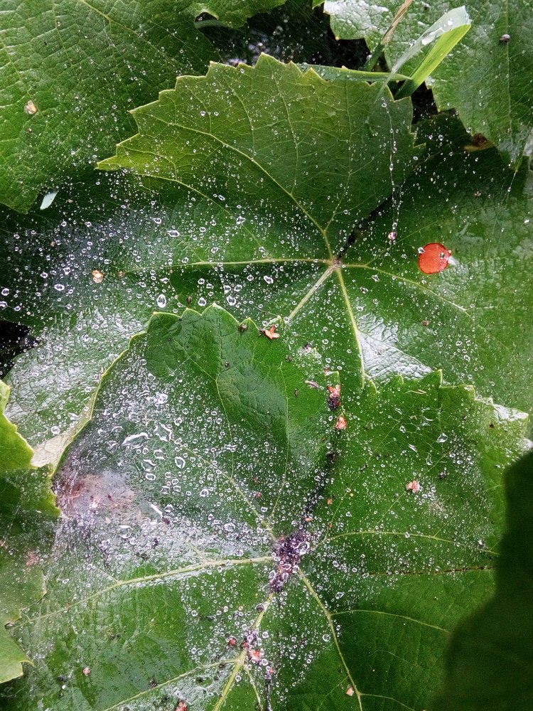 После дождя