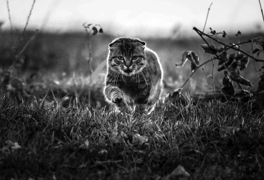 Домашний хищник..