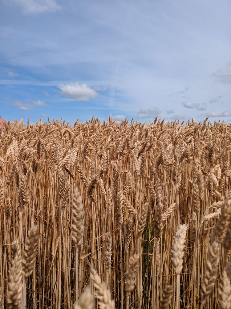 Безмежність