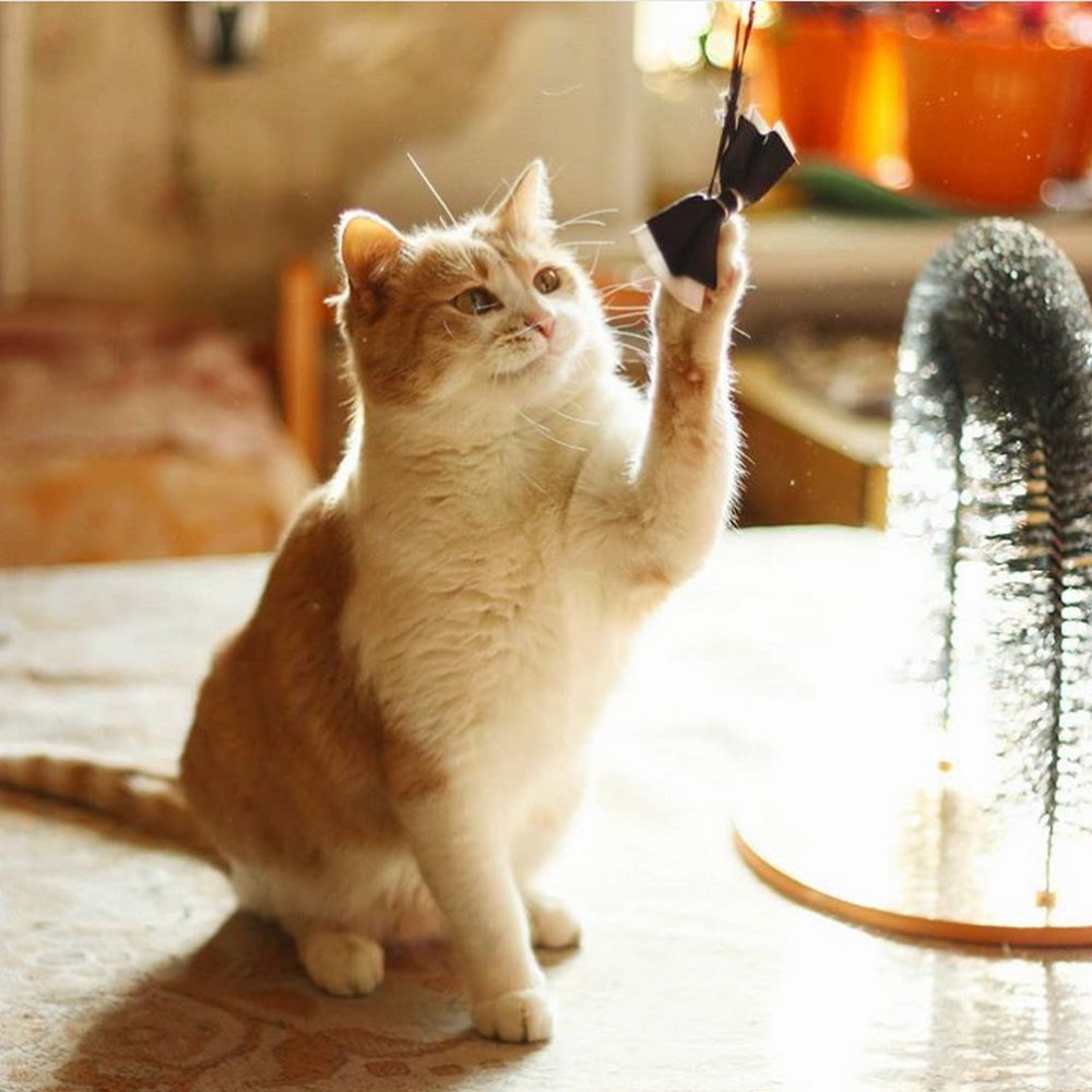 Рыжее солнышко