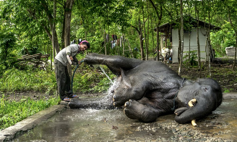 Bathe the Elephant