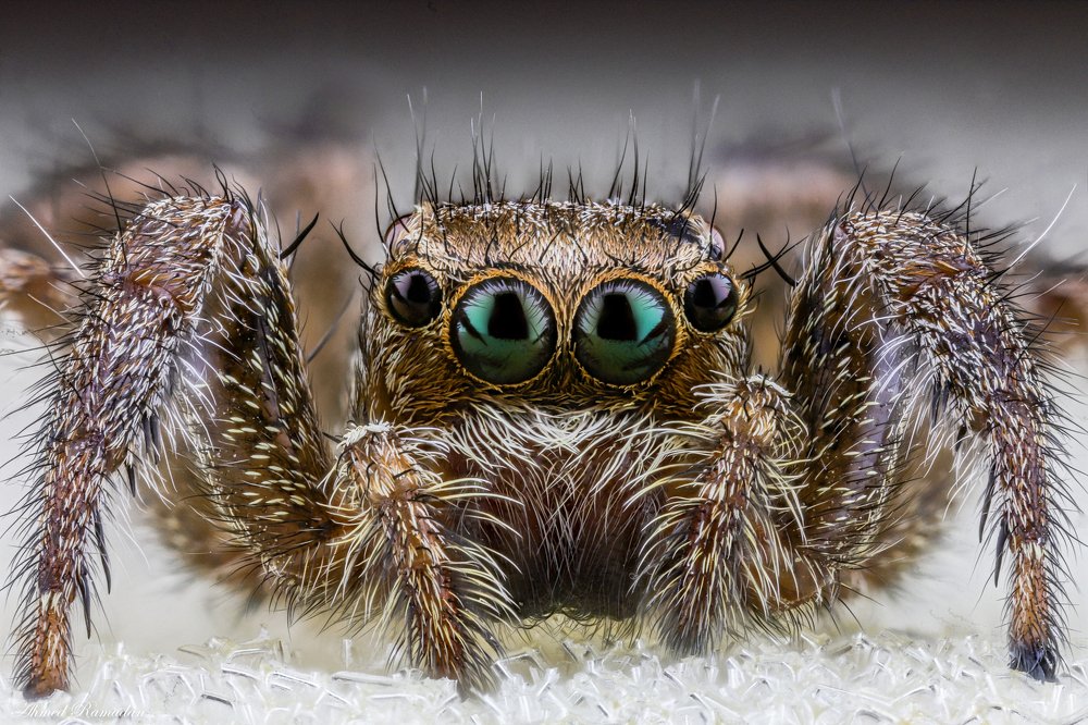 Jumping spider