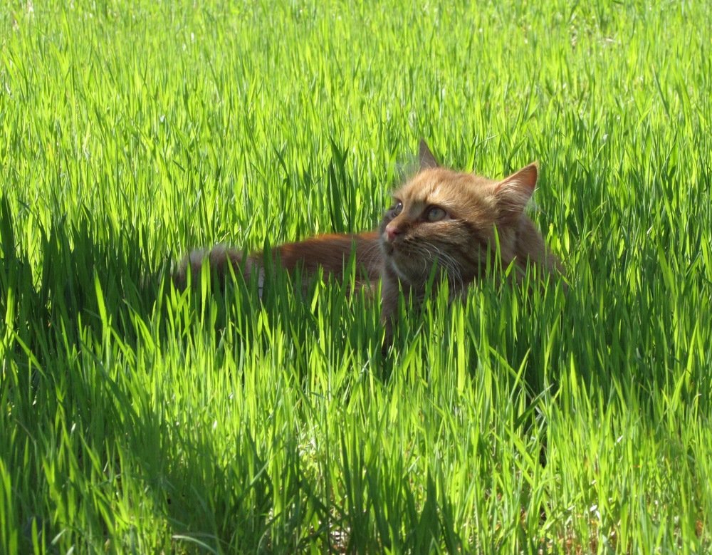 Рыжий на зеленом фоне.