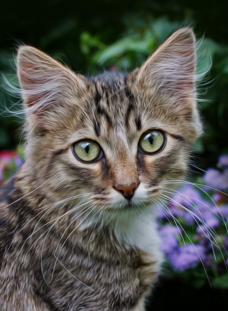 Бездомный красавец