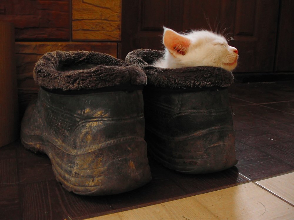 Сладкий сон