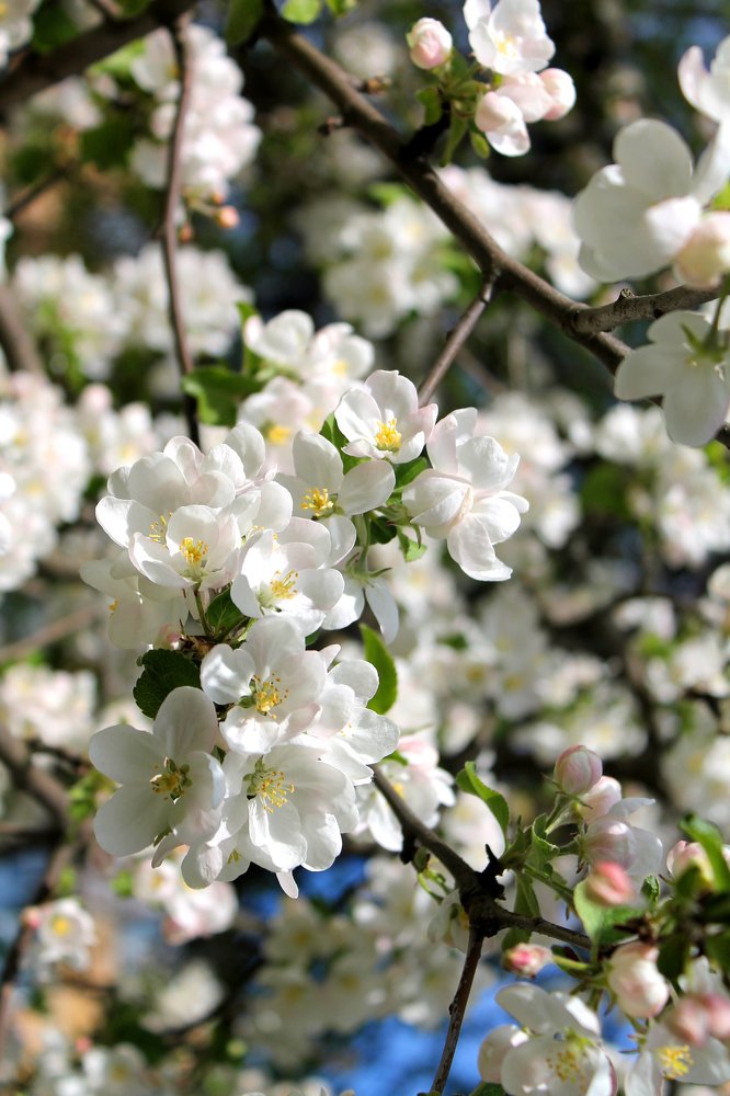 Цветы Победы