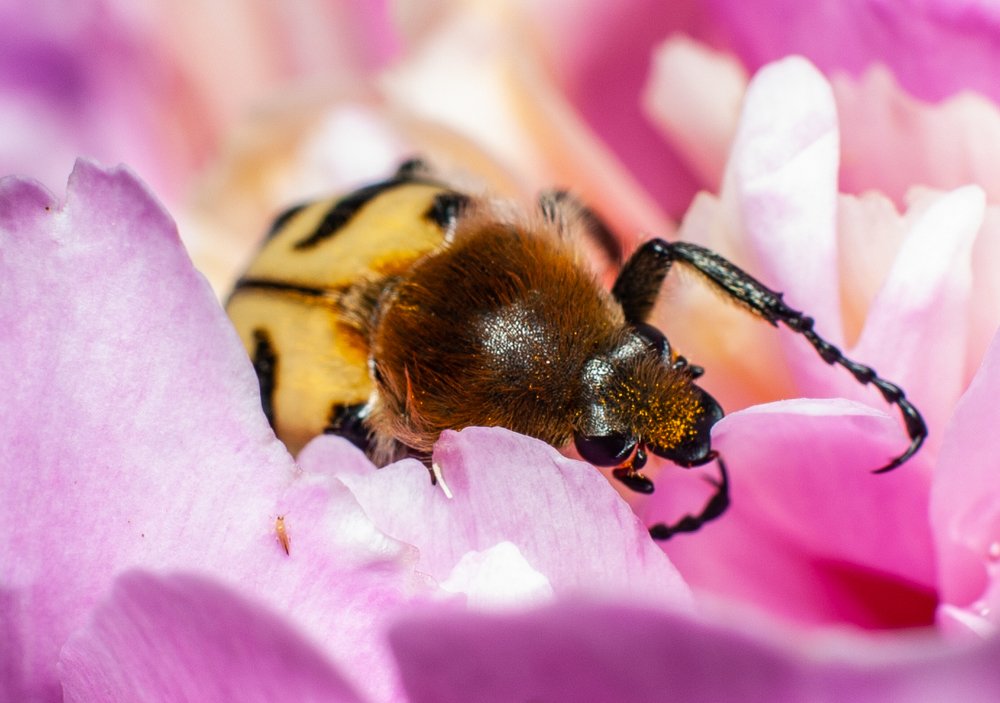 Сладкоежка