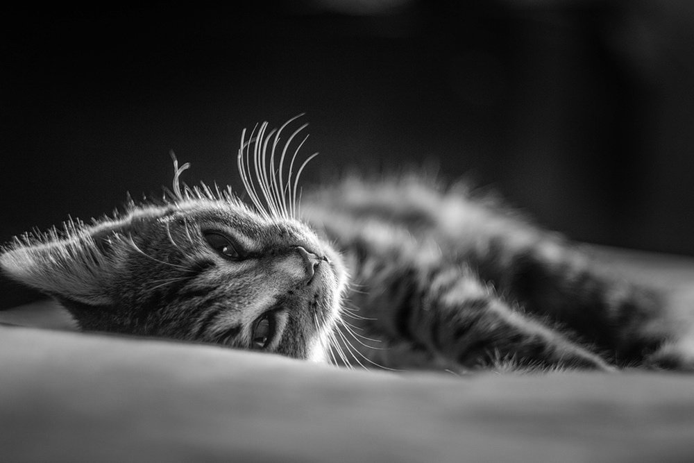 рассветная*