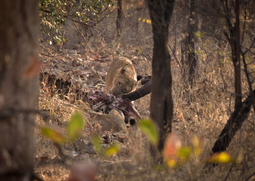 Asiatic lioness taking her lunch