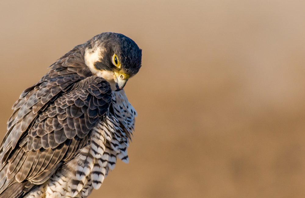 Peregrine Falcon