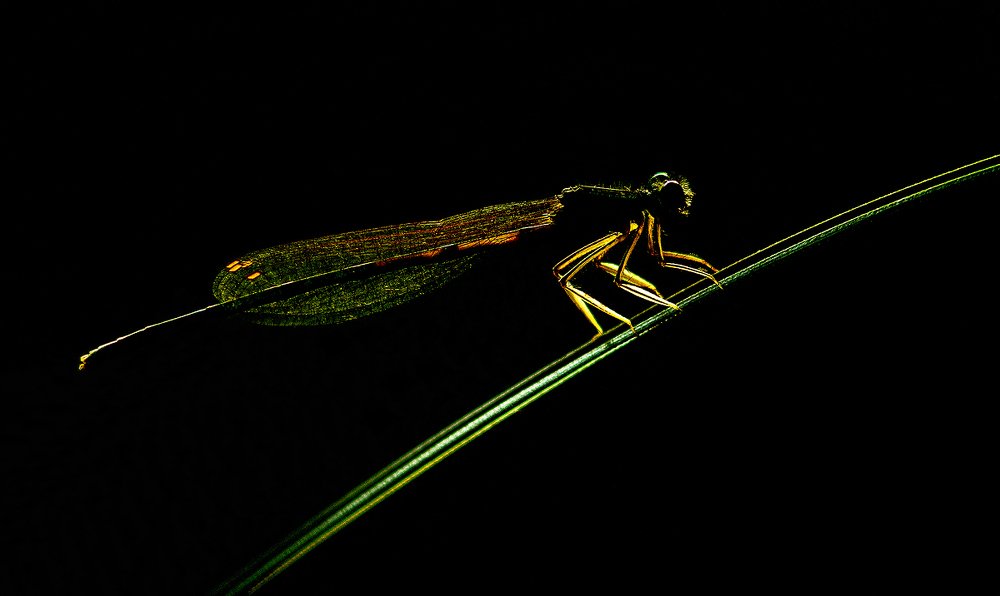 Пробуждение ( Awakening )