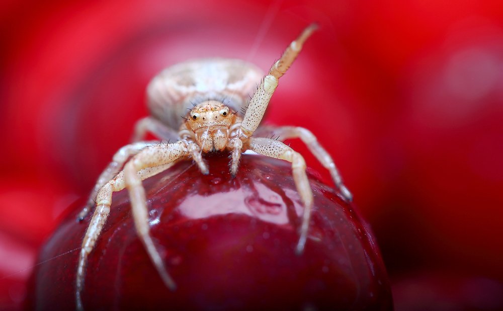Привет, фотографы! ( Hello, photographers! )