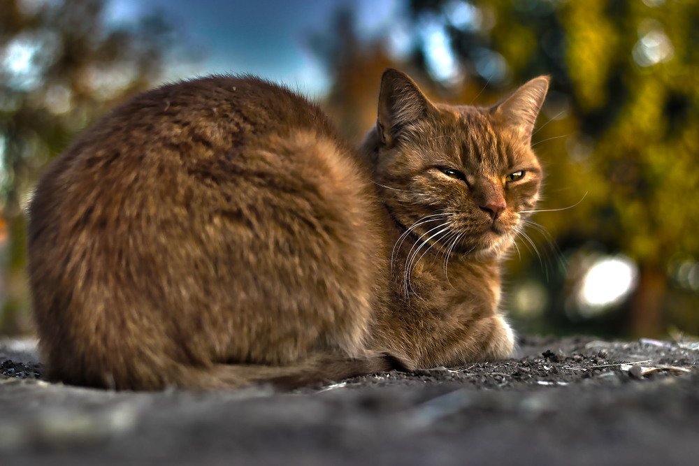 Кошачья дрема