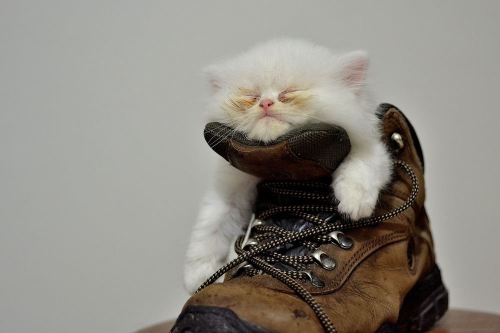 Sleeping in a shoe